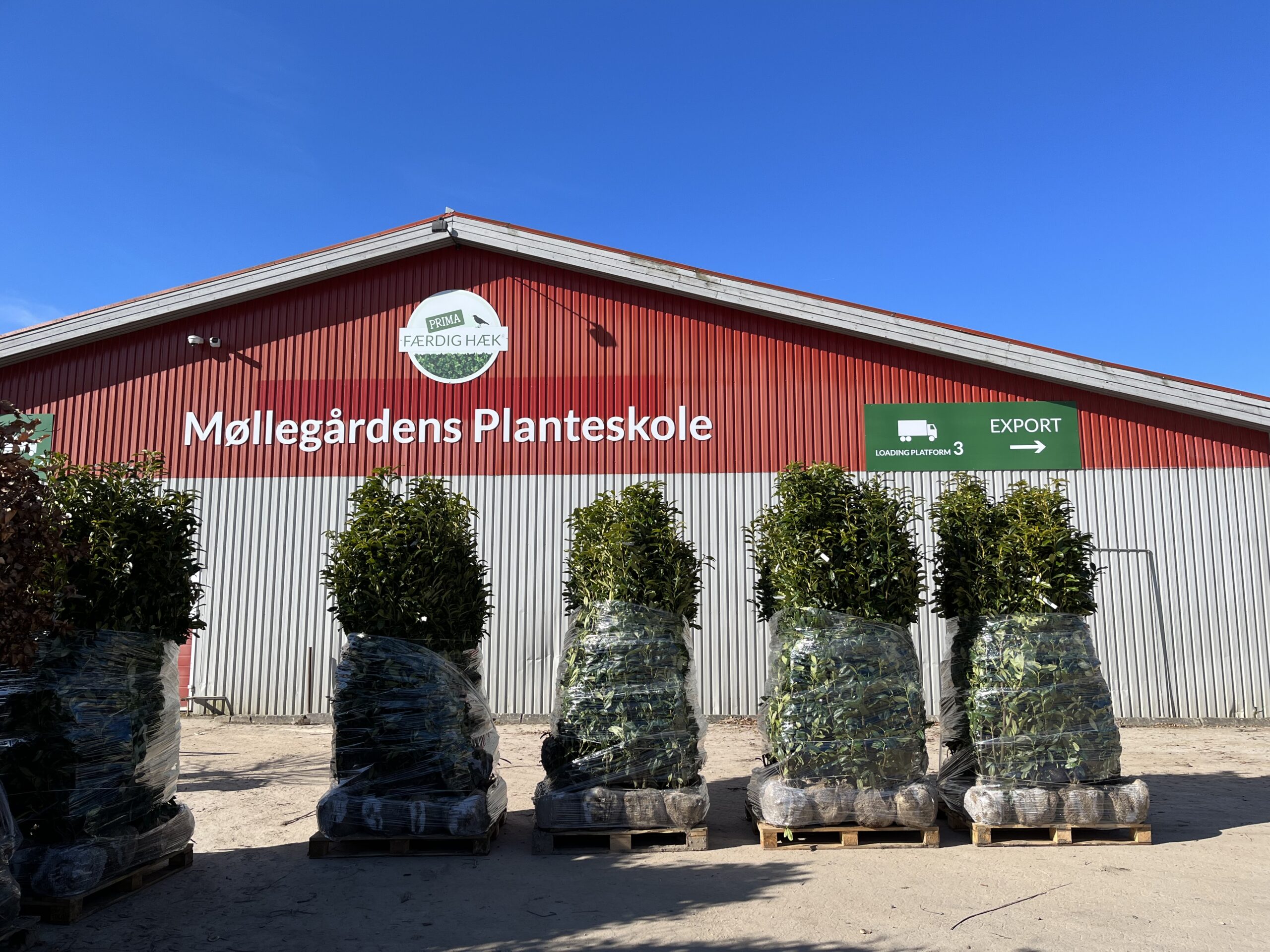 5 grønne færdighække og den røde og grå bygning hos FÆRDIGHÆK, Møllegårdens Planteskole i Ringe
